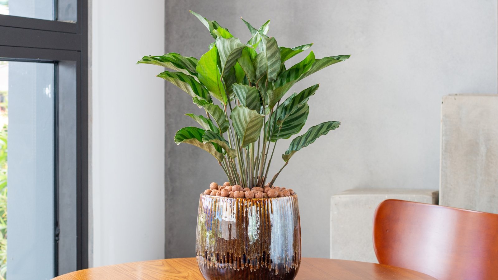 A Calathea with broad, patterned leaves sits in a round pot on a wooden table, basking in soft natural light near a window.