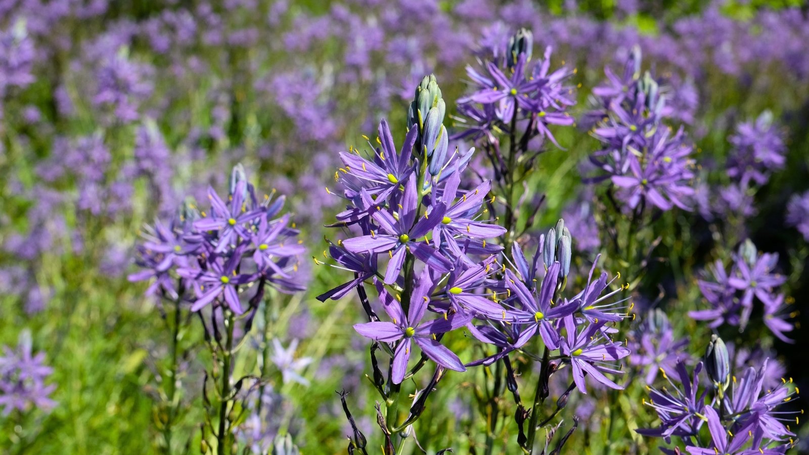 Tall spikes of star-shaped, blue-violet flowers grow on thick, upright stems, rising from clumps of narrow, strap-like leaves.