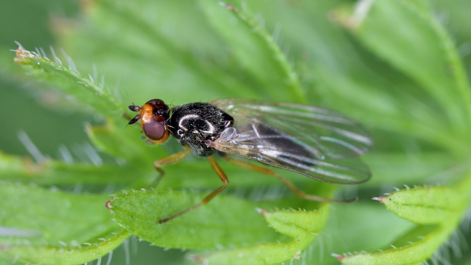 Carrot rust fly on a bright green leaf appearing to have tiny hairlike spines on the edges, with the fly looking shiny with its black body