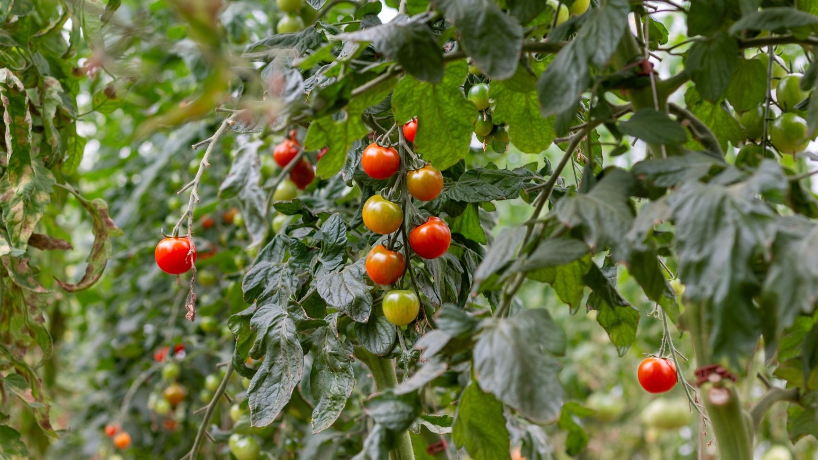 The plants feature feathery green leaves and clusters of round, smooth fruits that range in color from bright red to yellow.
