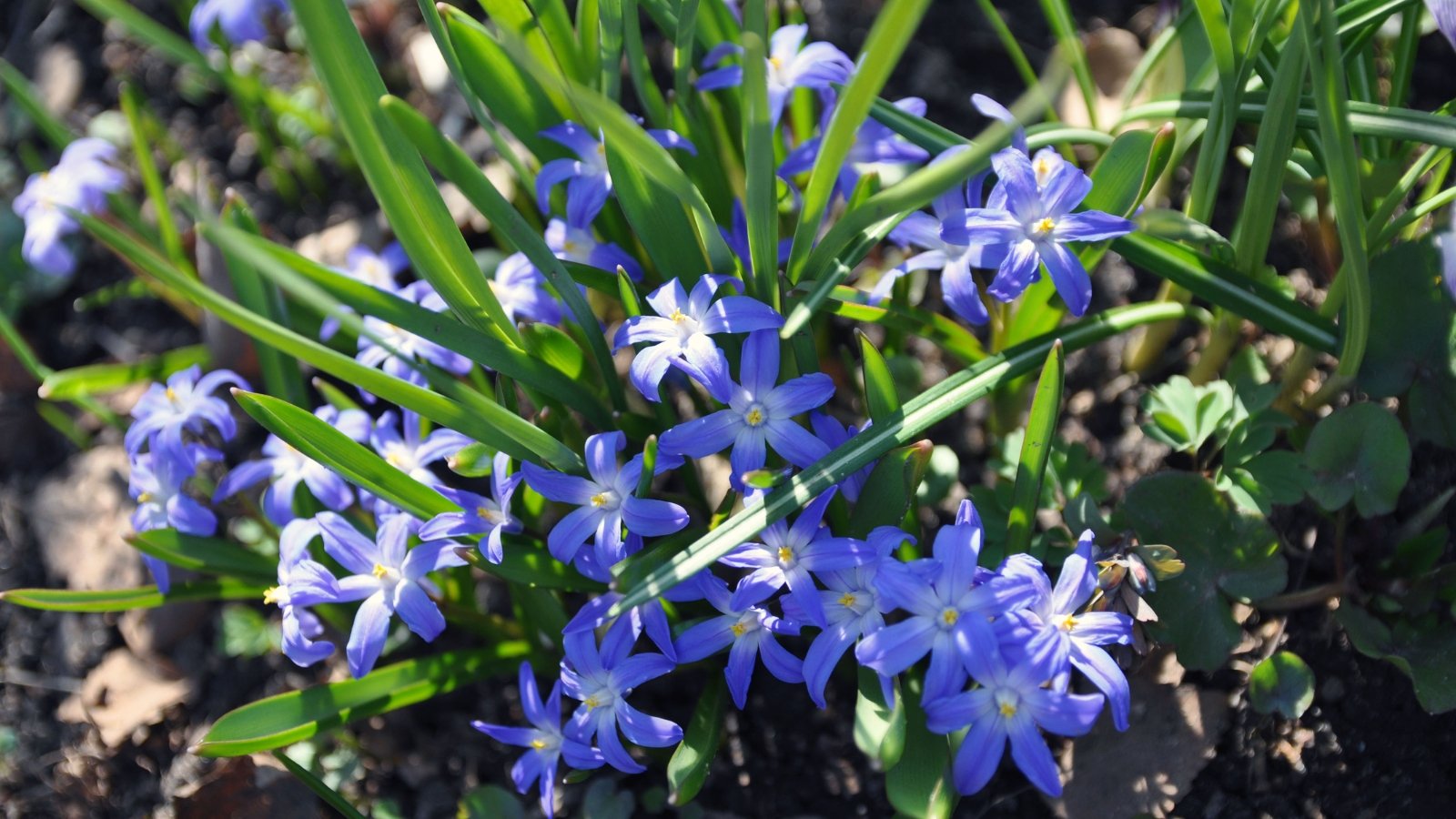 Small, star-like blue flowers with a white center, emerging from green, grass-like leaves.
