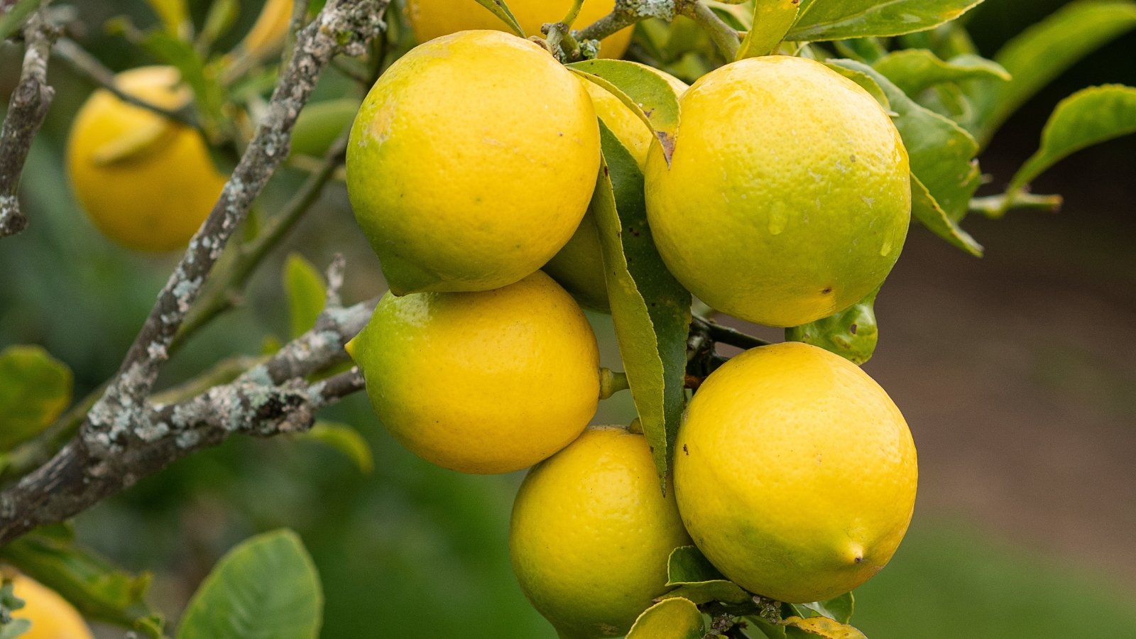 Small, bright yellow, smooth-skinned fruits hang from thin branches between bright green leaves.