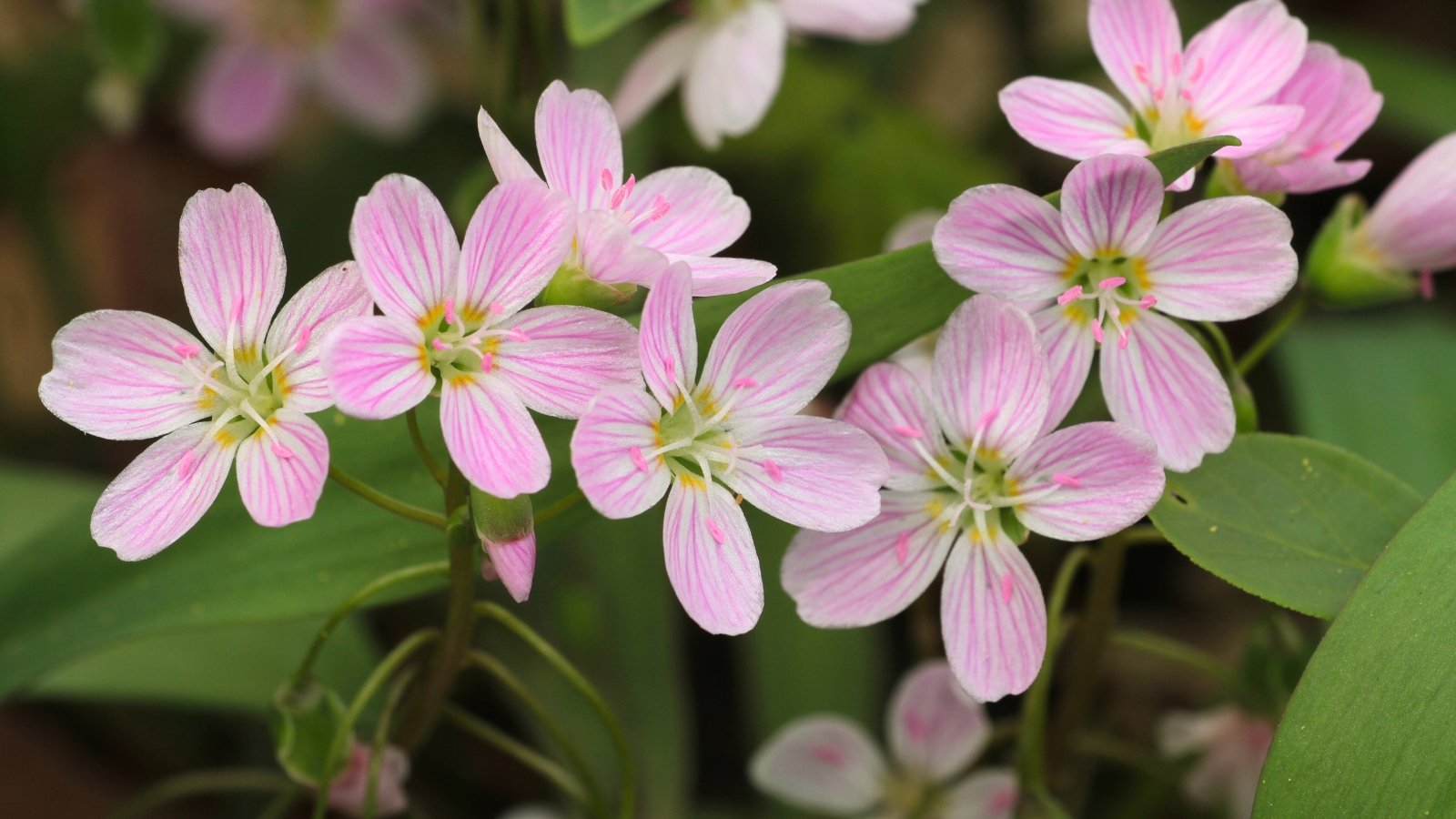 Small, delicate white flowers with five rounded petals with pink veins and yellow stamens, rising from fleshy green leaves.