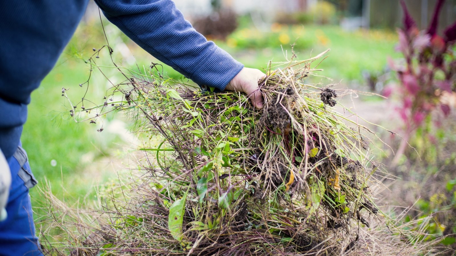 The gardener gathers dry leaves, branches and weeds into a pile to clear the garden of debris.