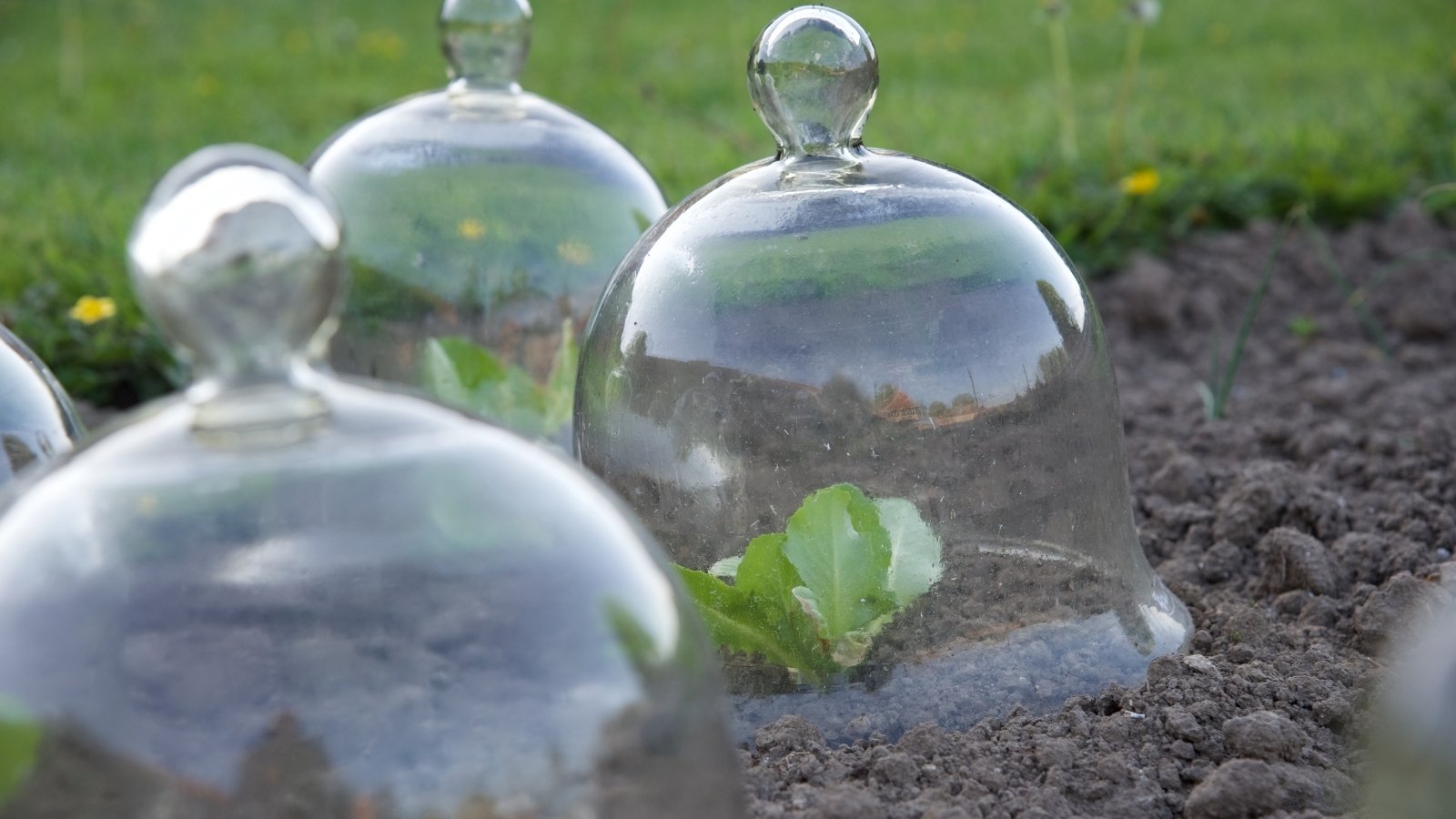 Glass bell-shaped cloches placed over individual seedlings, creating a warm, humid microenvironment on the soil.