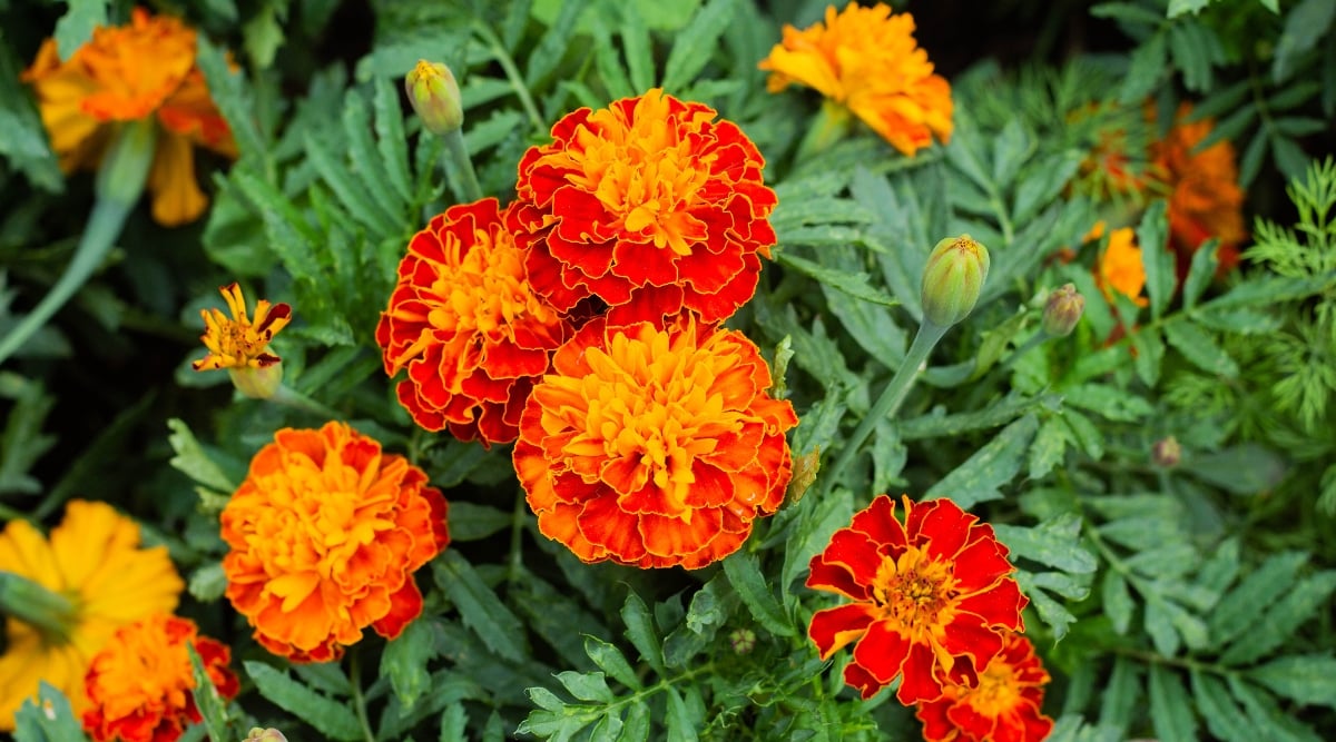 Marigold blooms soak in sunlight, radiant hues gleaming. A backdrop blurs, hinting at lush foliage, accentuating their brilliance. Illuminated petals and intricate details cast a golden allure, basking in the sun's warm embrace.