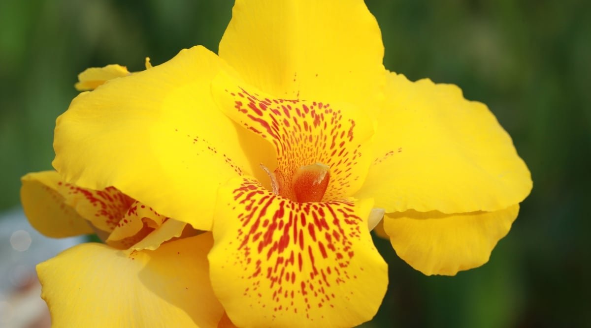 A close-up reveals a yellow canna lily flower, its petals adorned with intricate orange speckles. The intricate patterns on the petals create a mesmerizing display, drawing attention to the flower's stunning beauty.