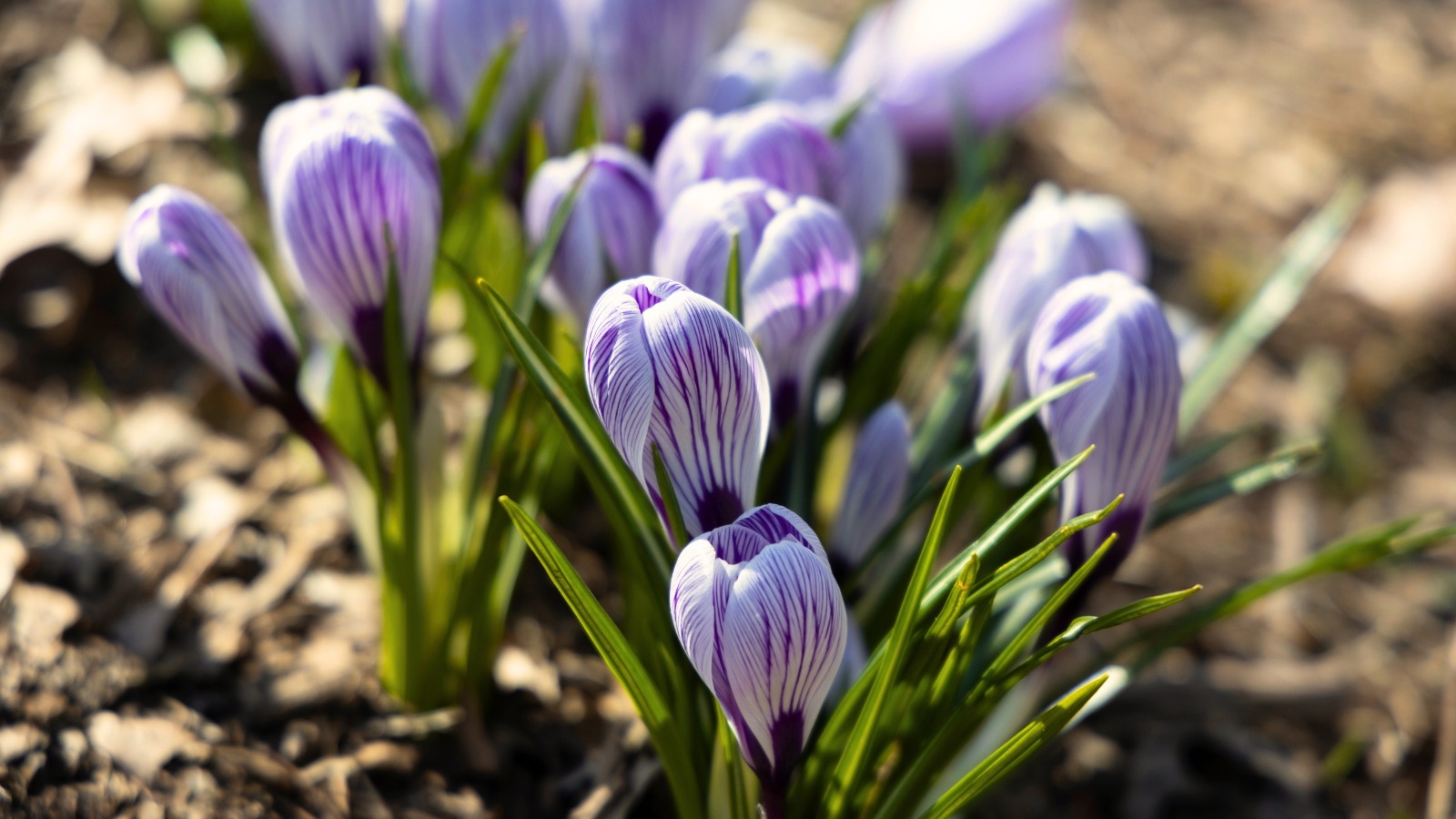 Vibrant white goblet-shaped flowers with purple veins bloom above narrow, grass-like green leaves.