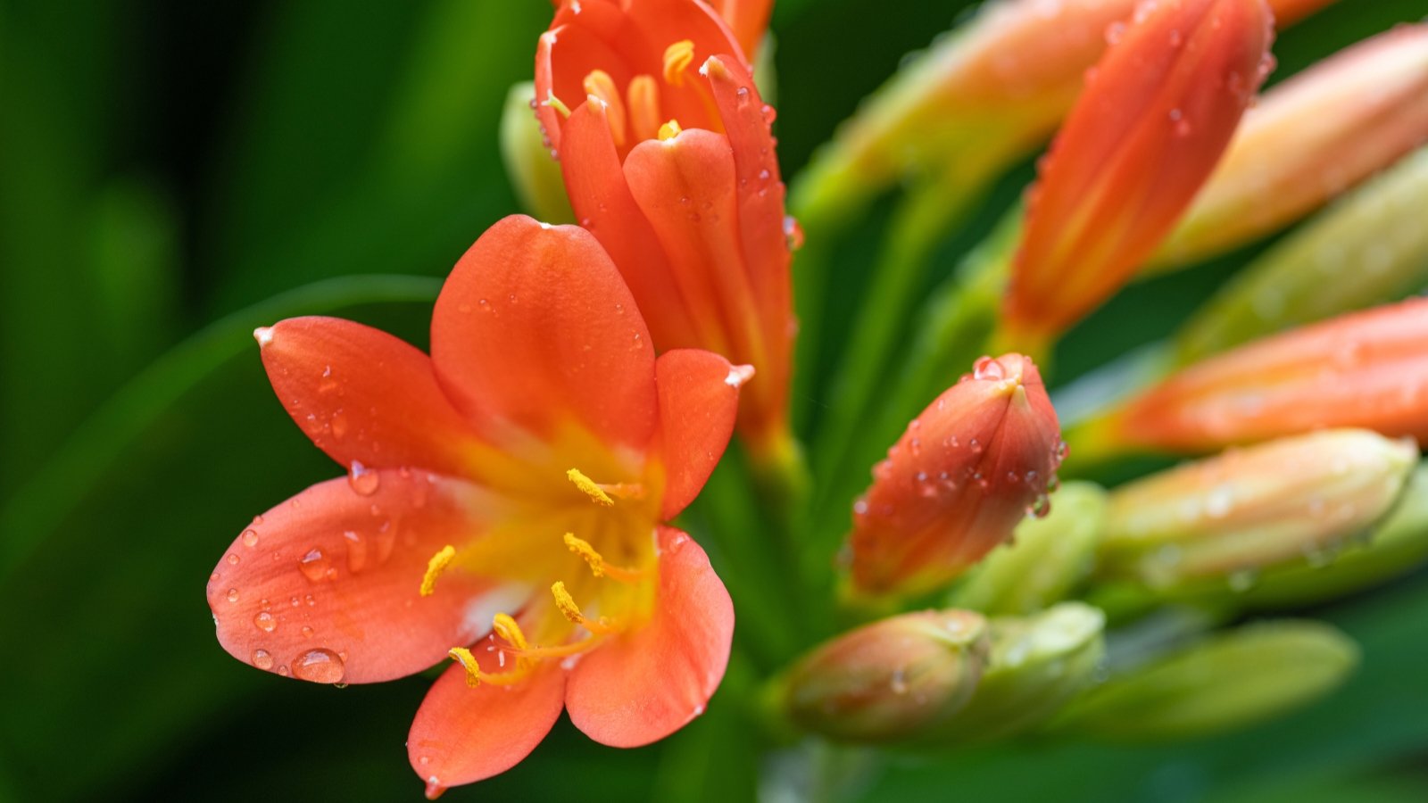 In close-up, Clivia miniata flowers reveal clusters of trumpet-shaped blooms in vibrant hues of orange with yellow throats, each petal delicately curled and arranged in a striking display atop sturdy stalks, adorned with drops of water.