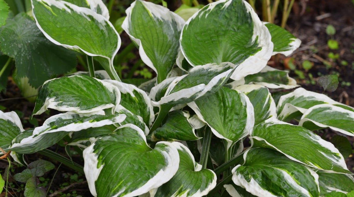 A close-up of hosta leaves, showcasing vibrant shades of green with delicate white borders, adding a striking contrast. The intricate patterns and textures create a captivating visual feast, embodying the beauty of nature's craftsmanship.
