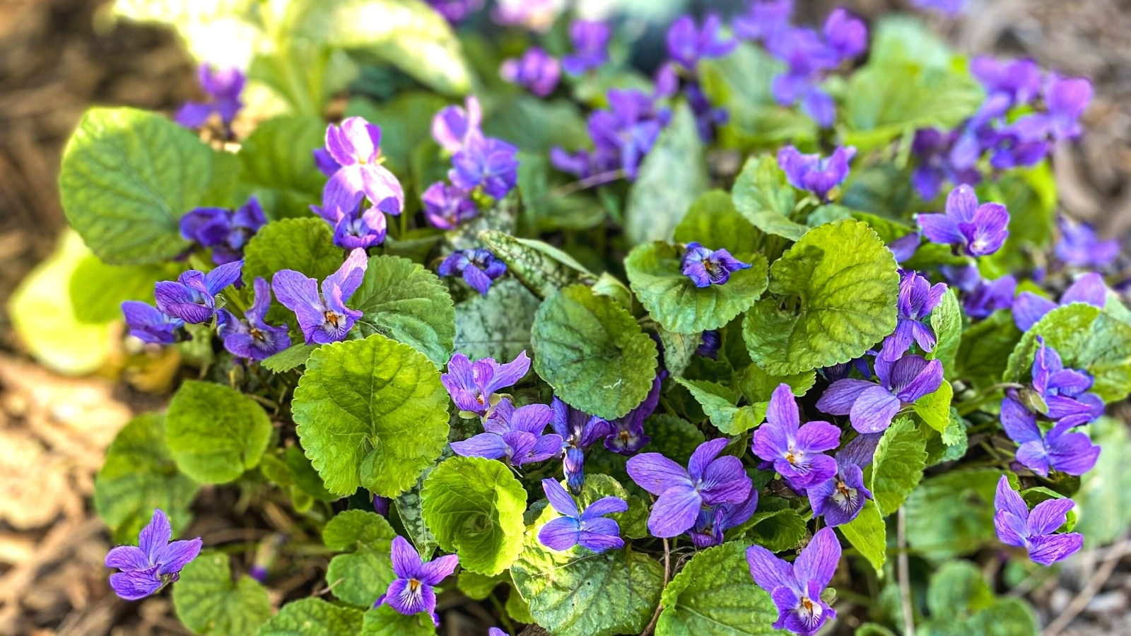 Closeup of viola sororia growing in mulched soil. Known for their charming presence, they showcase heart-shaped leaves forming a lush carpet close to the ground. Rising from this verdant foliage are delicate stems adorned with small, five-petaled flowers of rich purple color with intricate veining adorning the petals.