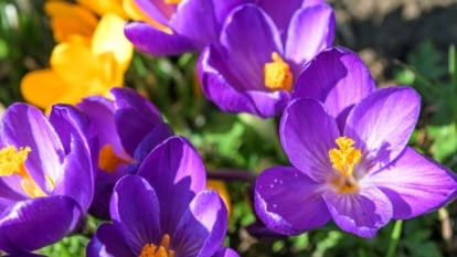 Vibrant purple petals with white throats surround golden stamens in star-shaped blooms.