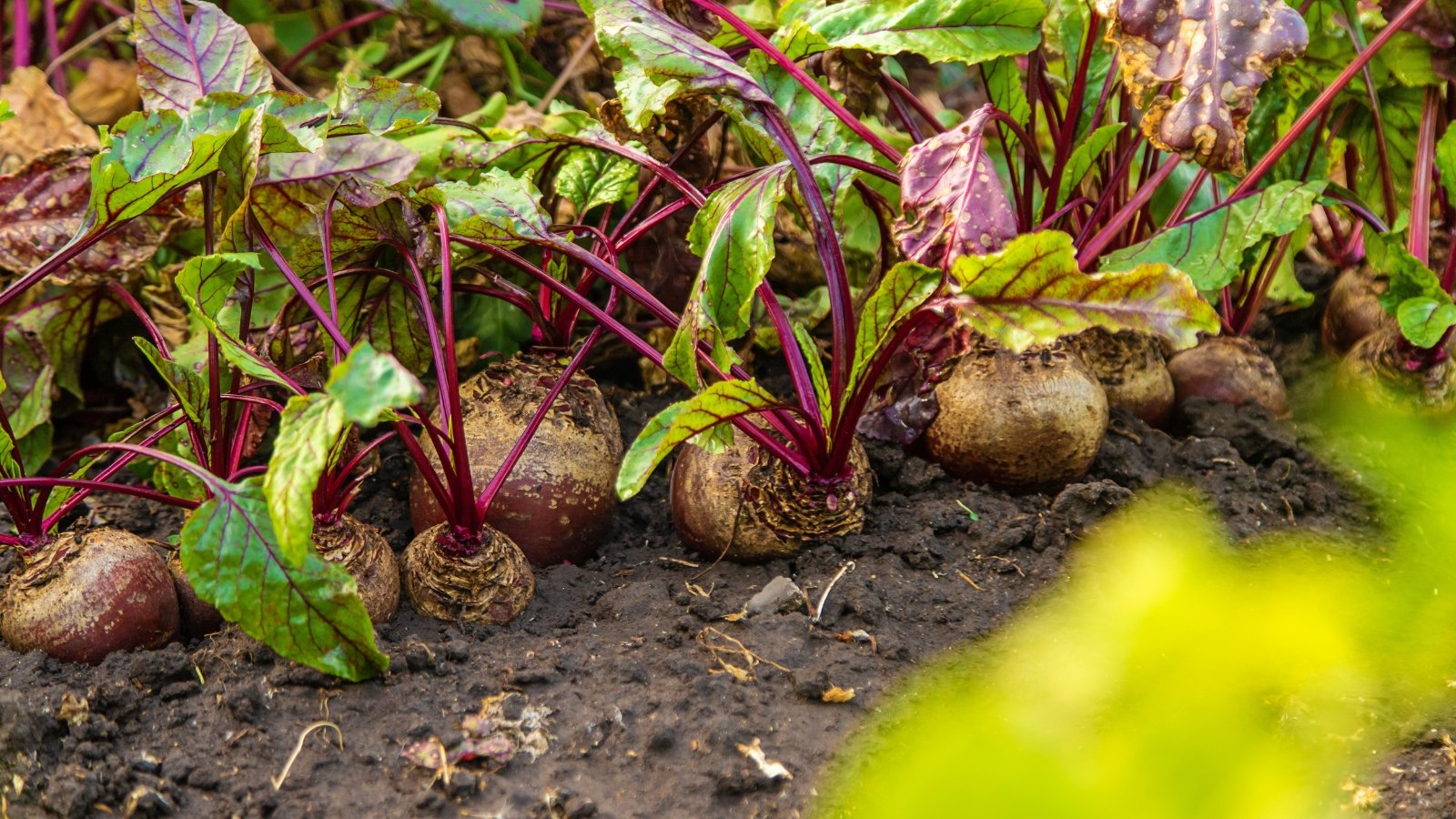 Many round tubers with light red skin, rooted in the ground, adorned with green leaves and red stems, create a vibrant and colorful garden.