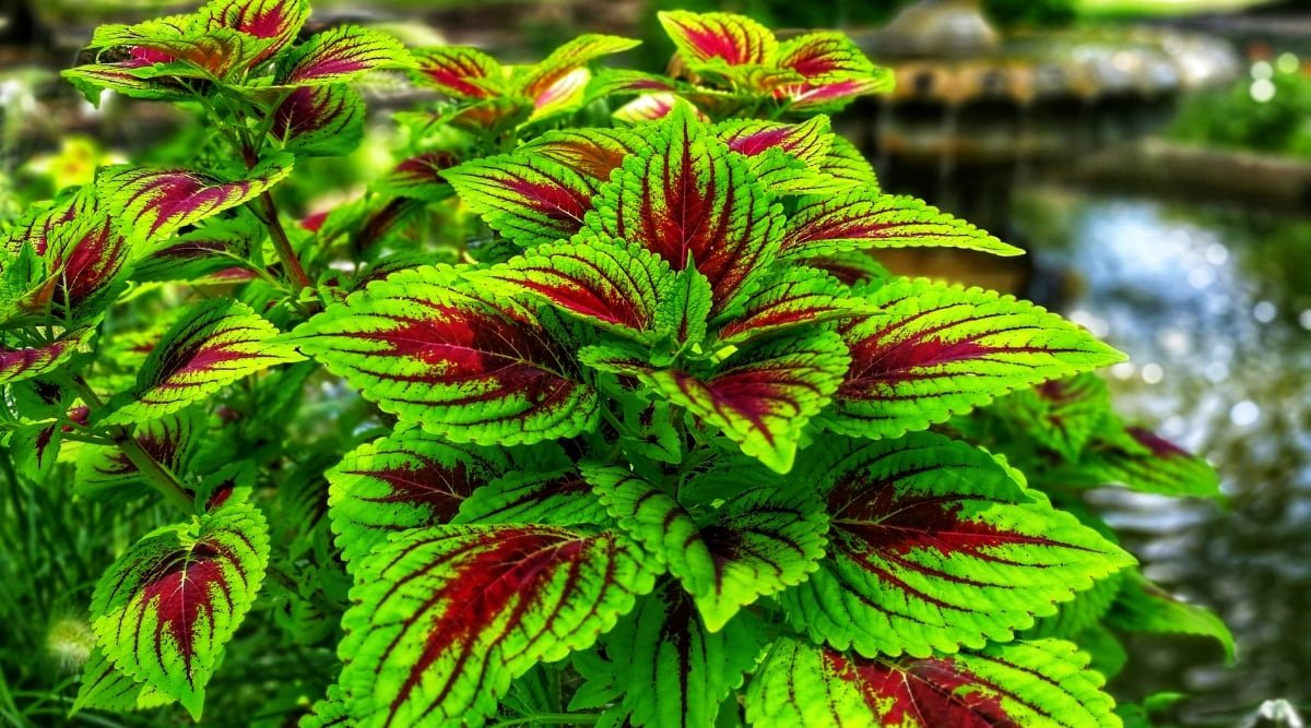 Vibrant coleus plants feature lush green leaves accented by striking red centers, adding a pop of color to the garden. In the background, a tranquil pond creates a serene atmosphere, its details softly blurred.