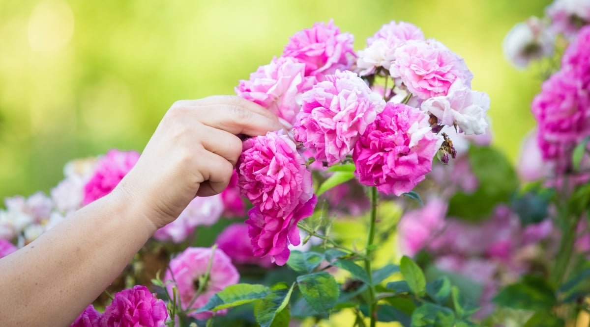 Close-up of a woman's hand collecting rose petals on a bush, against a blurred green background. The plant produces clusters of medium-sized, lush, double pink flowers with wavy petals.