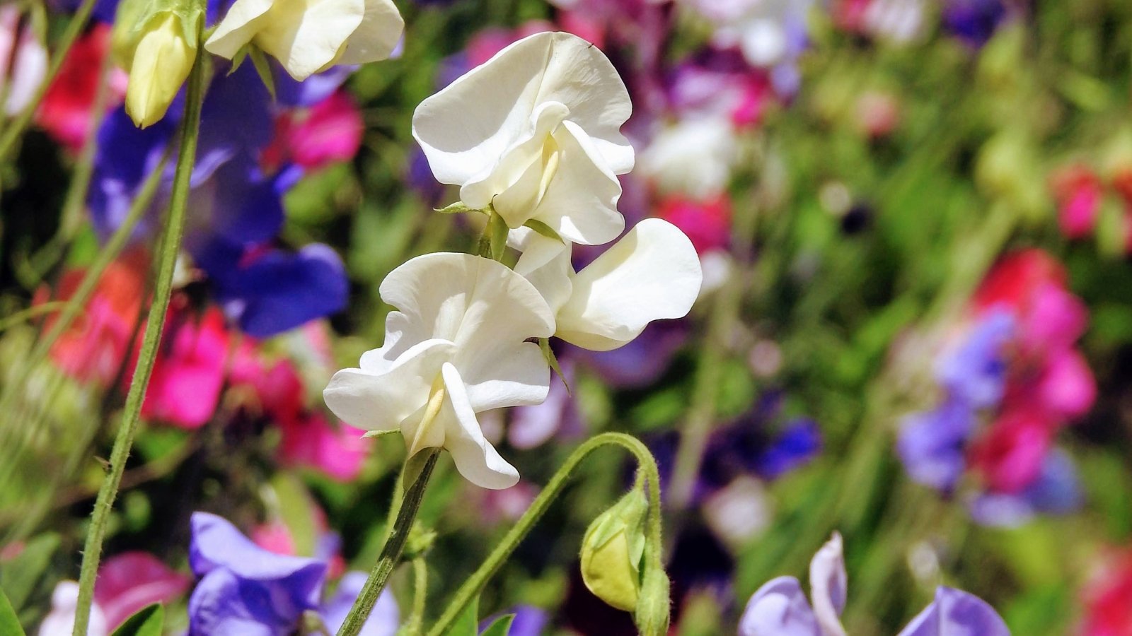 The plant’s delicate green stems hold clusters of large flowers in pastel shades of white, blue, and pink framed by smooth, oval leaves.