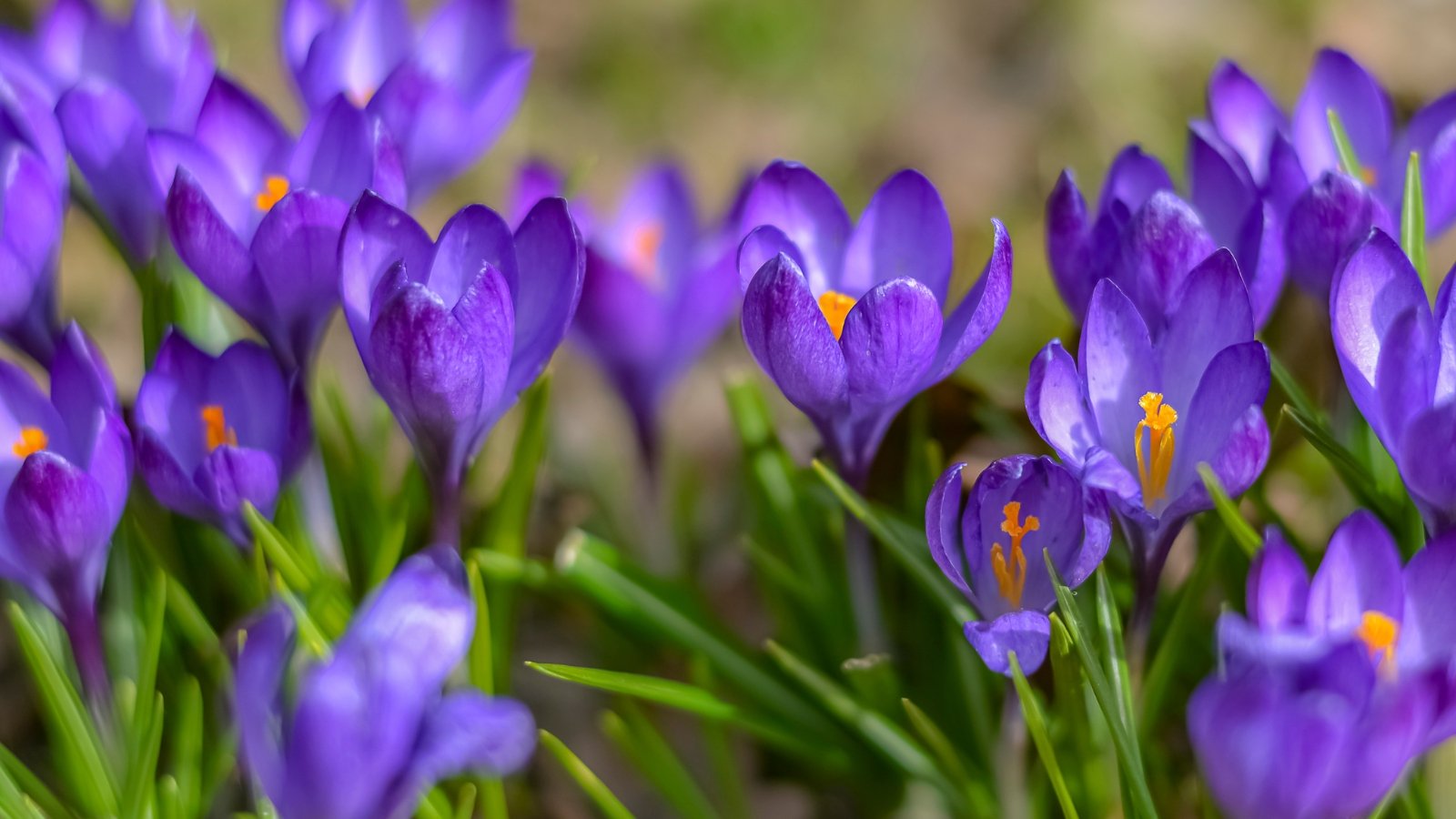 Small, goblet-shaped flowers in shades of purple, with narrow, grass-like leaves and a stamen cluster in the center.
