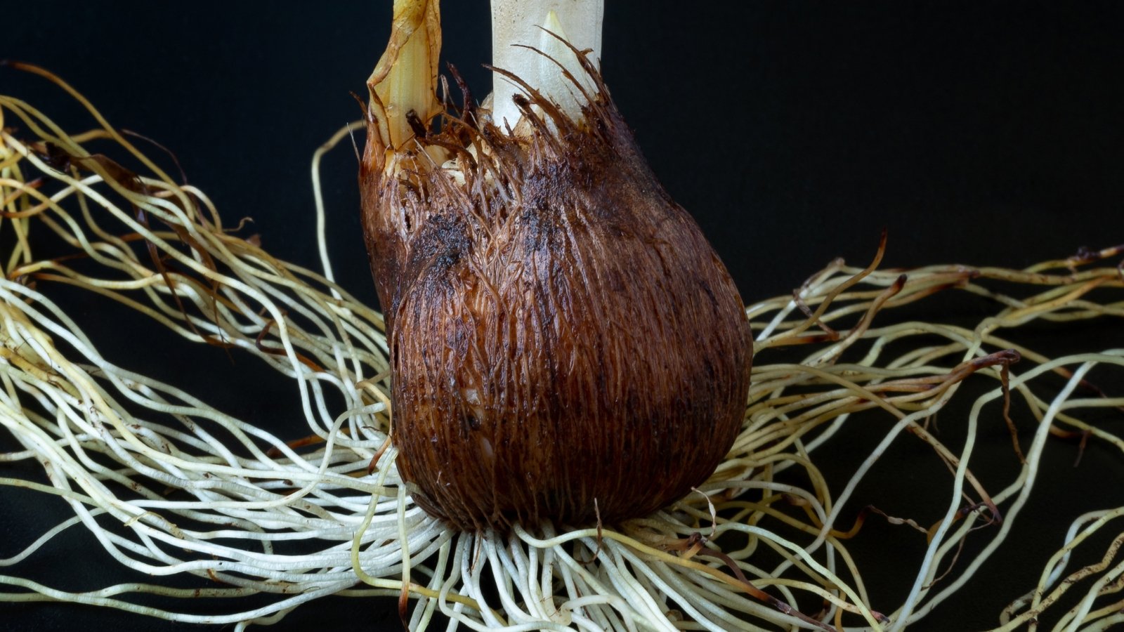 Close-up of a bulbous corm covered with a dark brown, slightly damp husk, with fine roots growing from the bottom.
