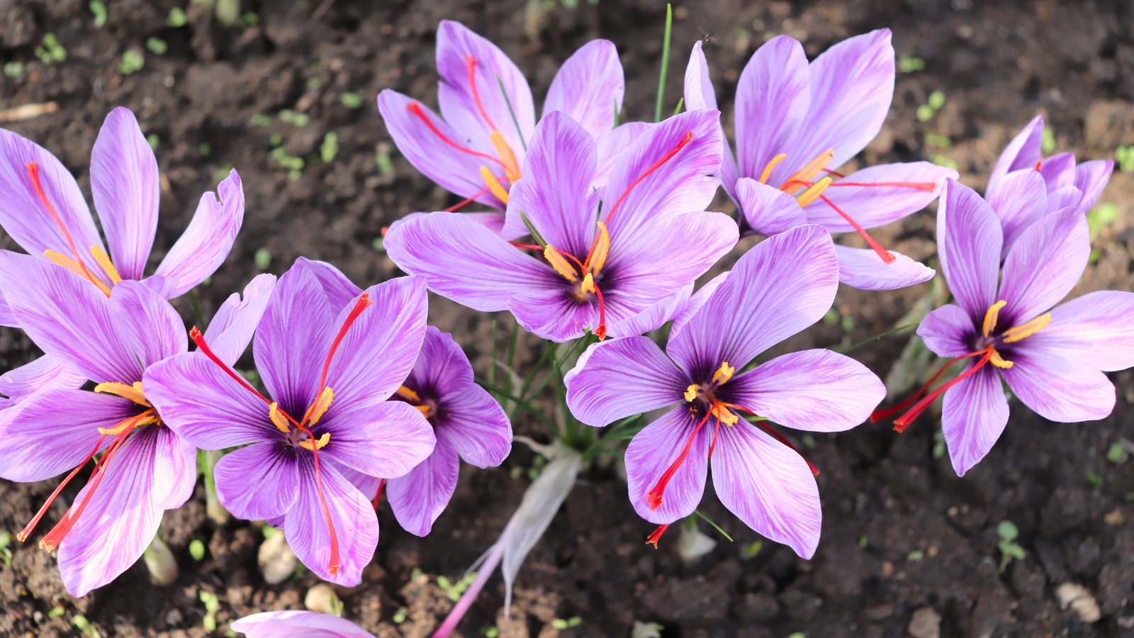 Crocus sativus flowers have vibrant purple petals with orange-red stigmas and a distinct, delicate funnel shape.
