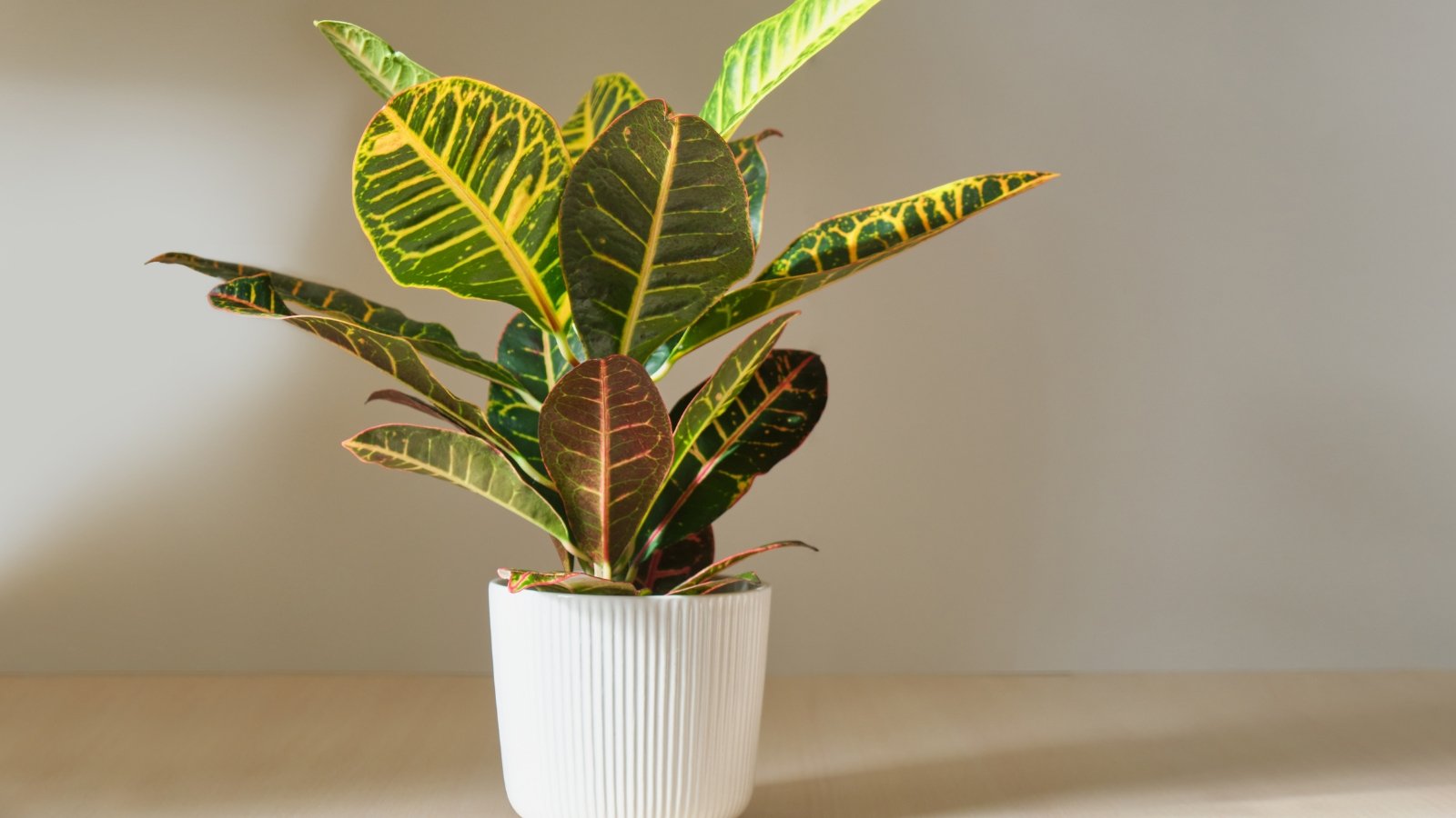 A Croton with thick, colorful leaves in shades of green, yellow, and red, potted in a white container on a plain background.