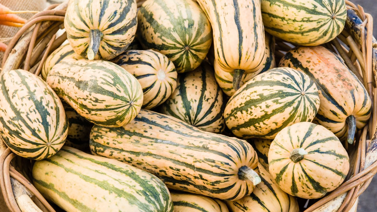 Oblong fruits, cream colored with green stripes, freshly picked and collected in a large basket.