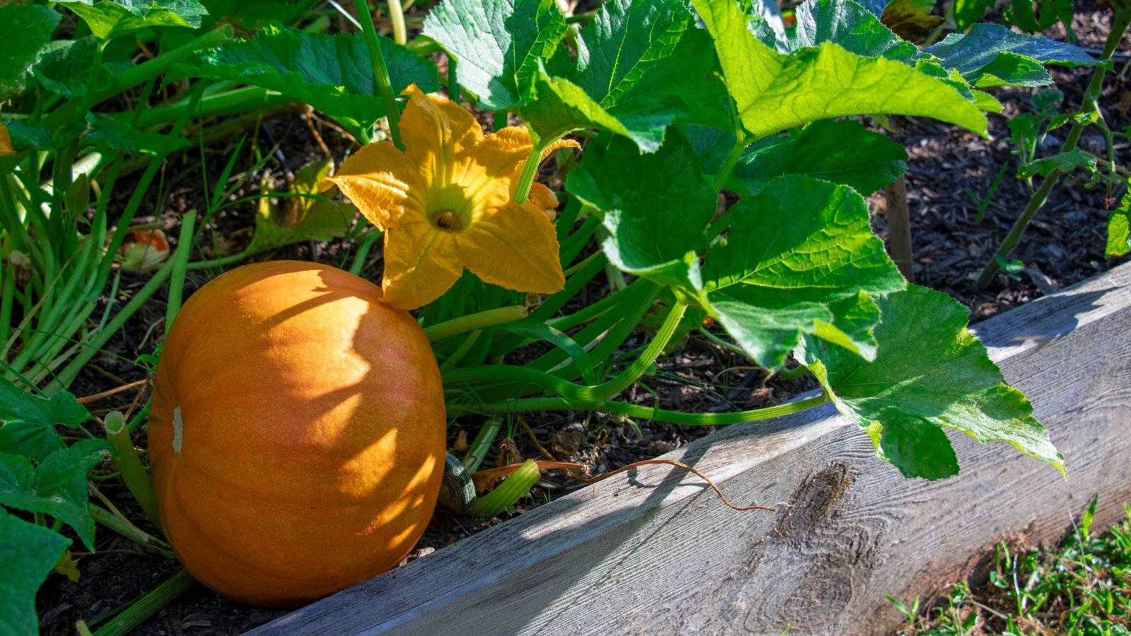 A single orange Cucurbita pepo fruit lies against the side of a wooden flower bed, surrounded by green foliage and a bright yellow flower.
