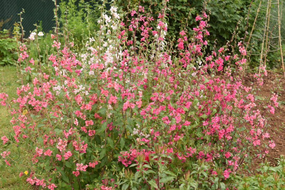 clarkia unguiculata clarkia elegans