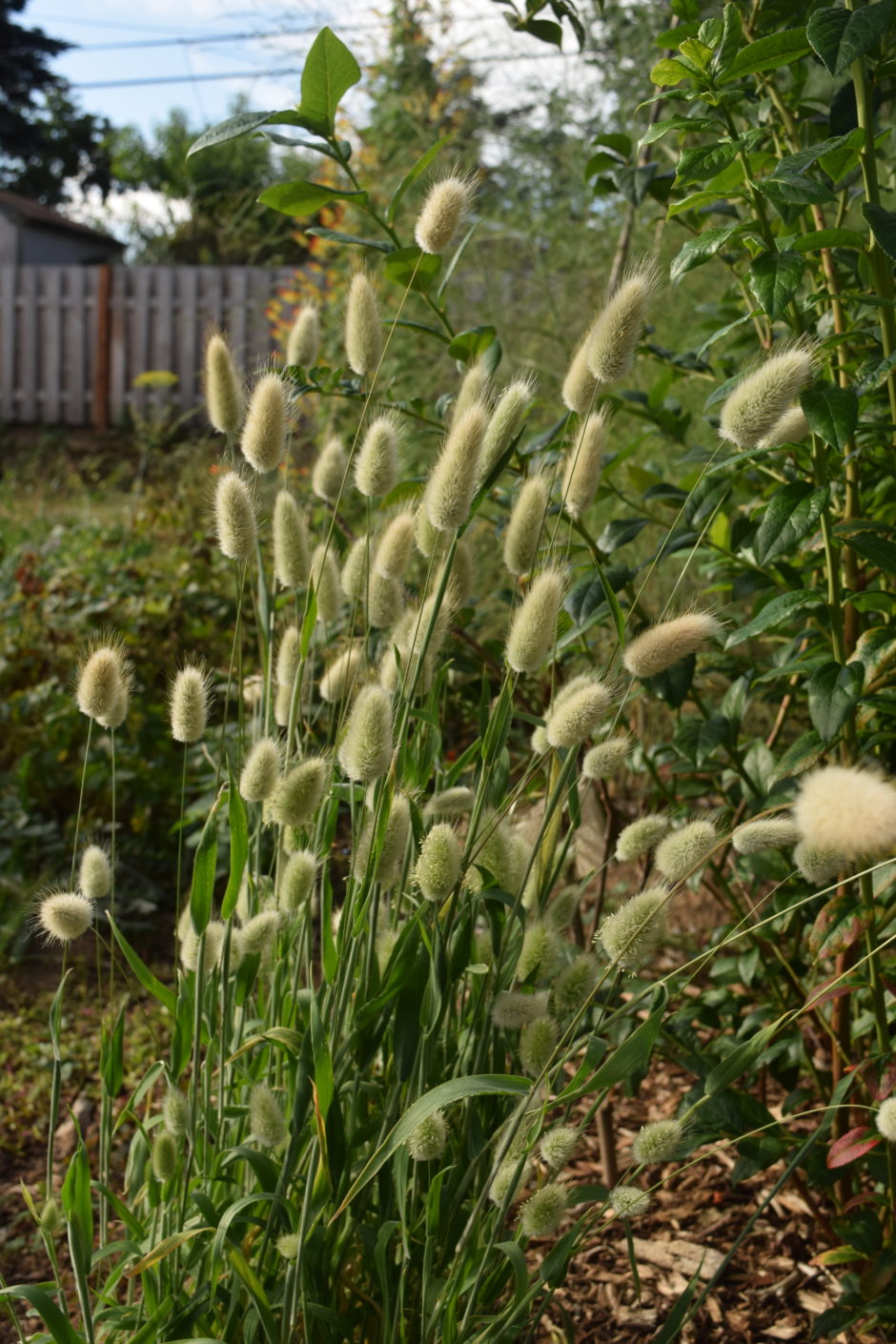 Rabbit tail grass Lagurus ovatus