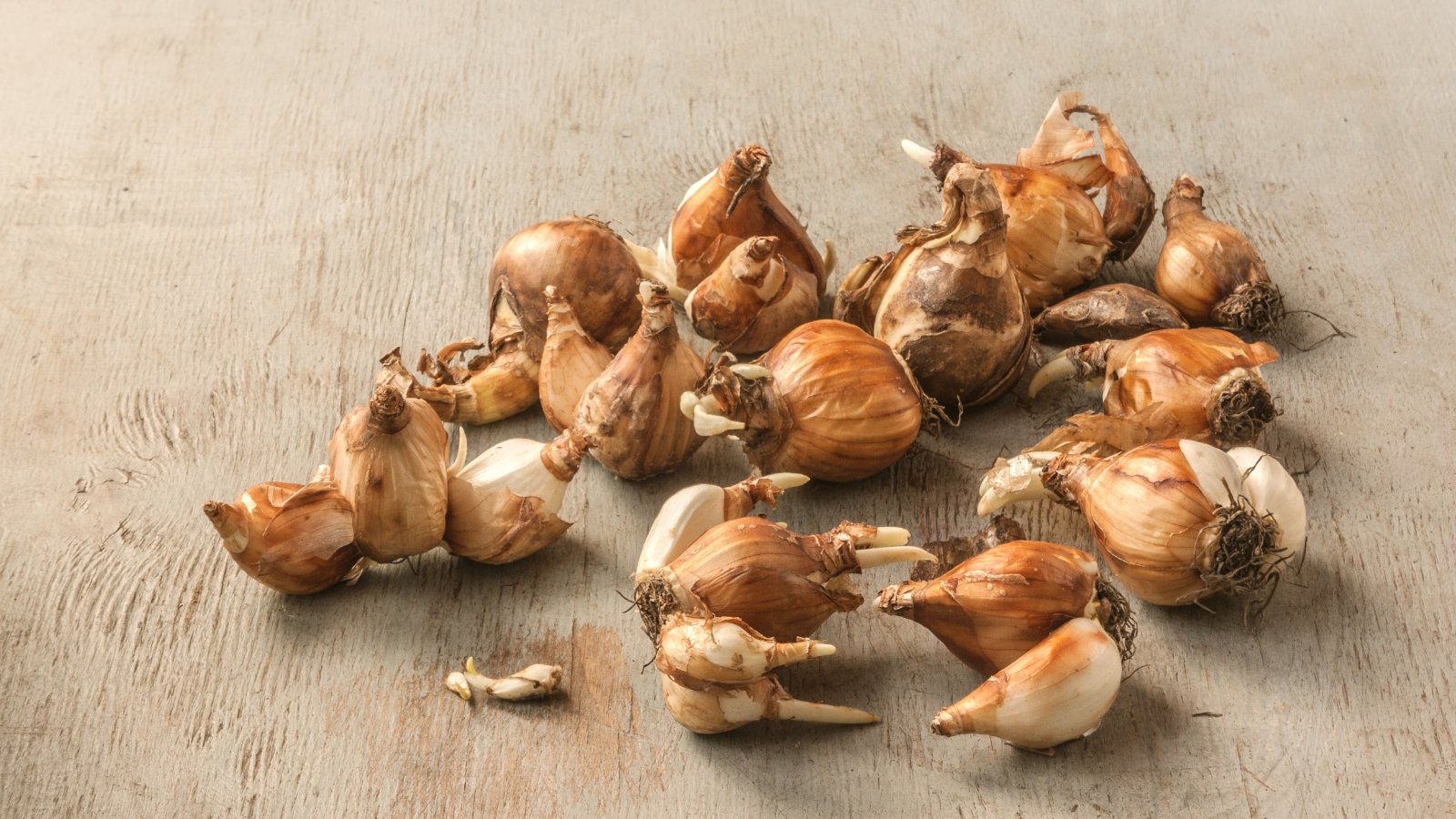 On a wooden surface are plump round bulbs with brown papery skin of different sizes.