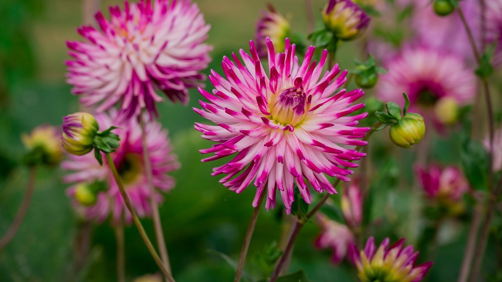 The plants are topped with large, showy blooms in a soft pink shade with rich pink tips, featuring thin, elongated petals arranged in many layers, and dark green, pointed leaves.