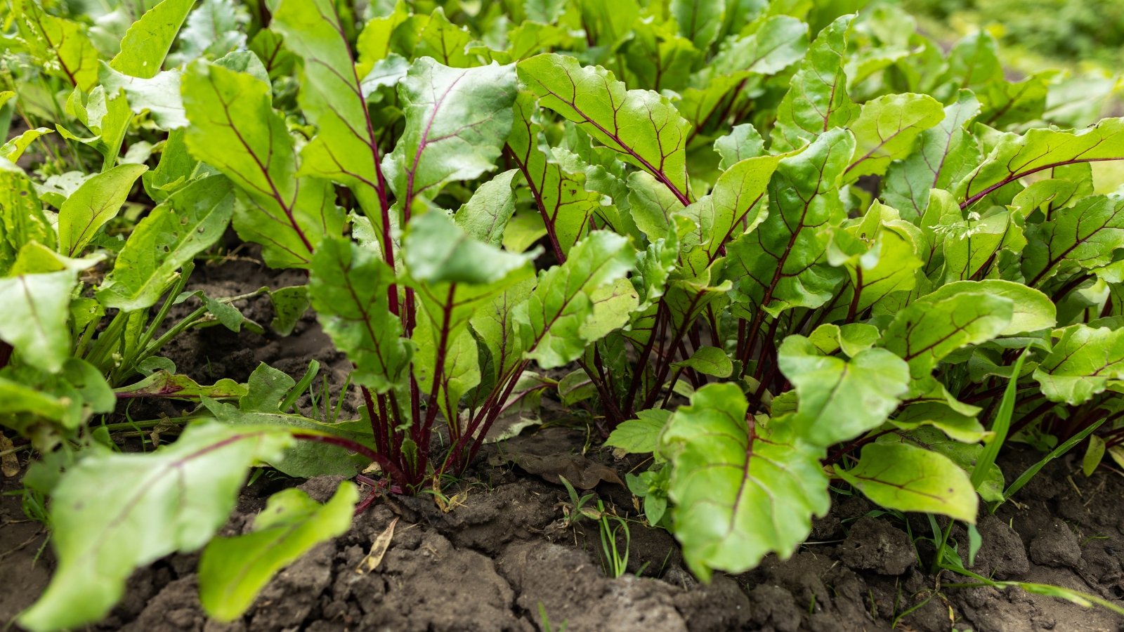 A dense cluster of green leaves with slightly curled edges and attractive red stems emerge from the ground and create an eye-catching appearance in a well-watered garden bed.