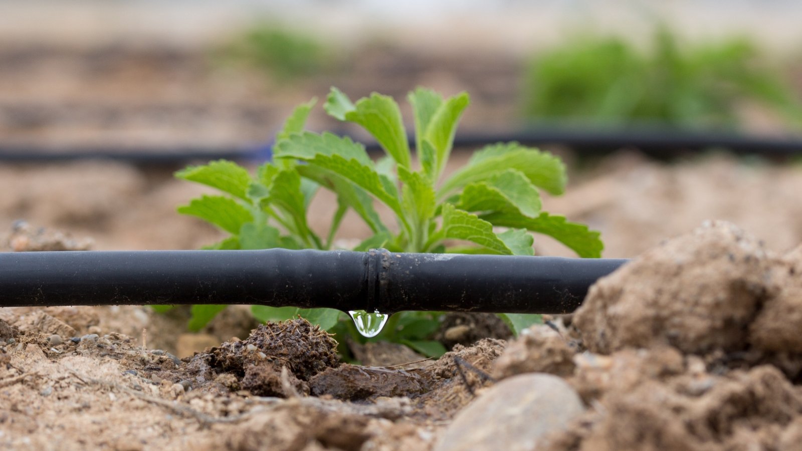 Black drip irrigation systems weaving through a garden bed. Lush stevia plants, vibrant and green, flourish in the rich brown soil, nestled between the irrigation lines, demonstrating efficient water distribution and healthy plant growth.