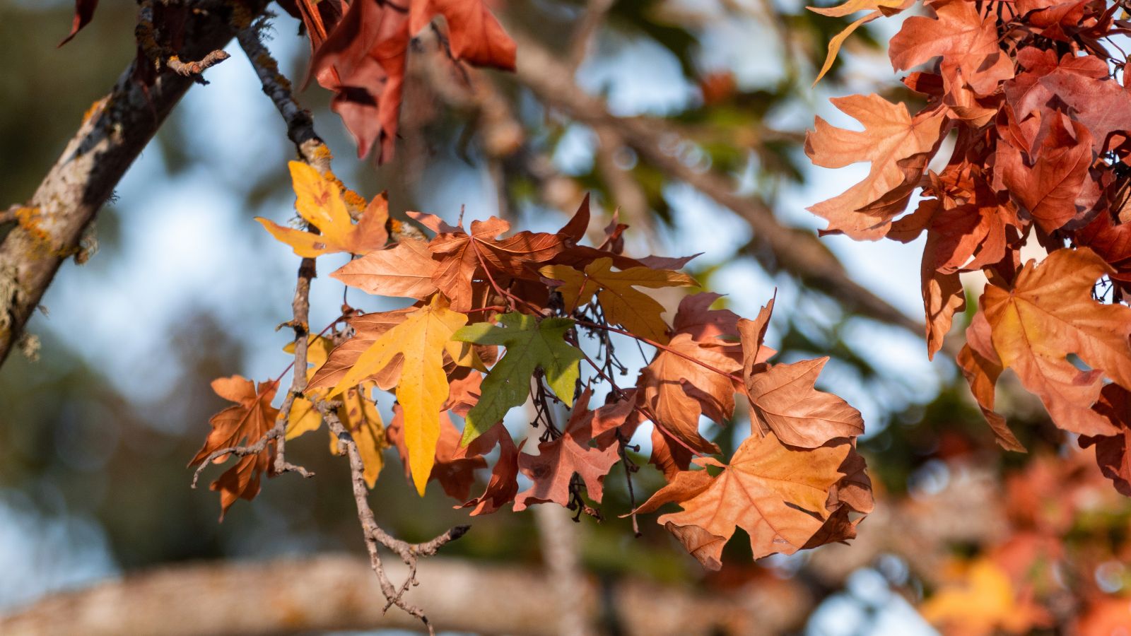 Close-up of a tree with dry brown, yellow and red autumn leaves.