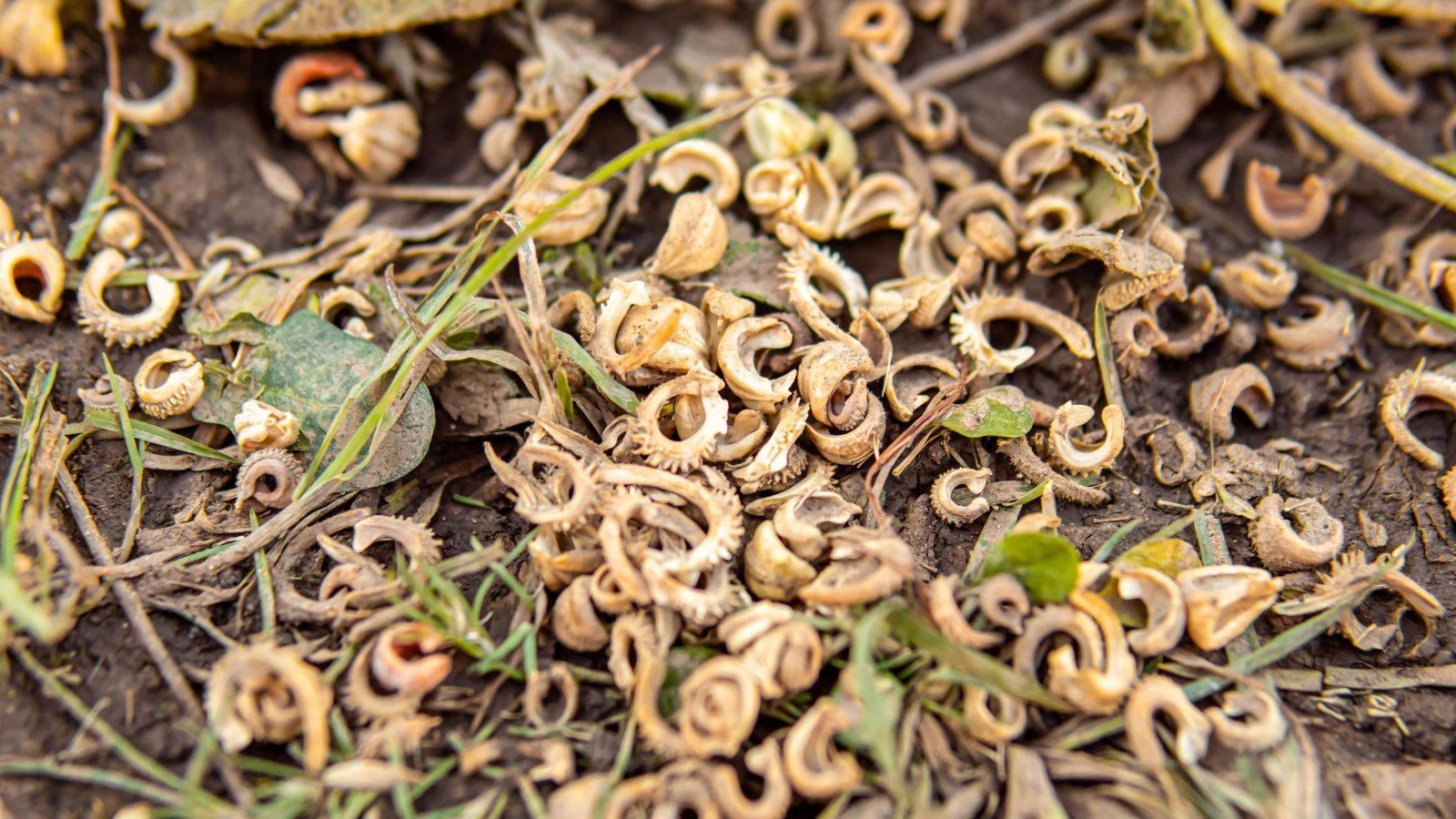 The elongated and twisted dried marigold seeds have a rough, textured surface and are light brown in color, scattered on the ground in a natural, organic pattern.