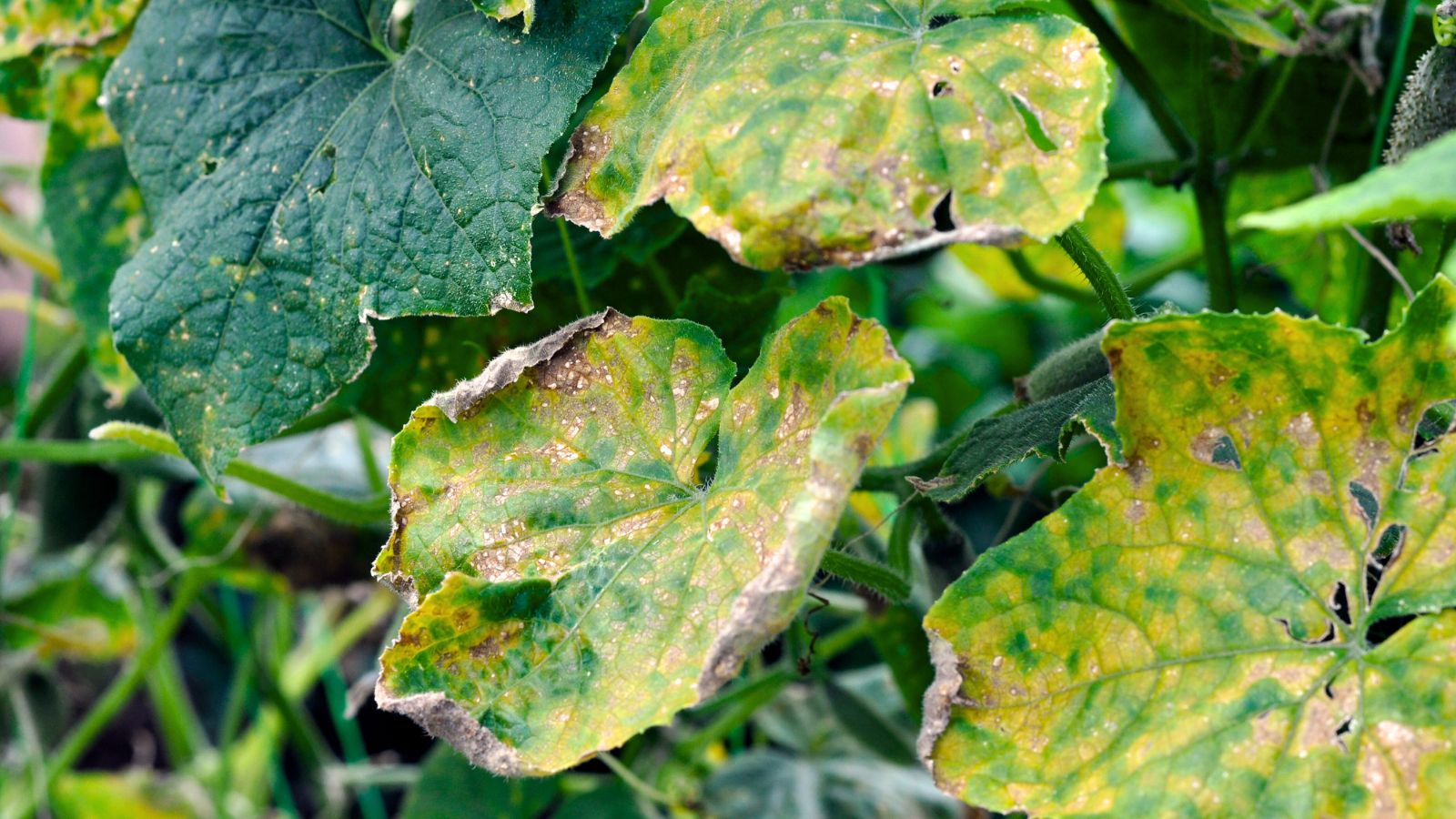 Close-up of dry, yellowing cucumber leaves with brown spots, showing a large, heart-shaped form and finely serrated edges.