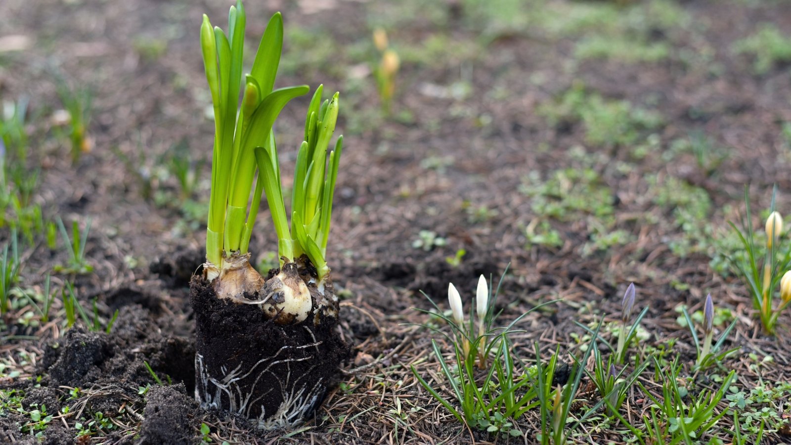 Firm, round, unearthed bulbs with thin, emerging green leaves lying on loose, dark soil.