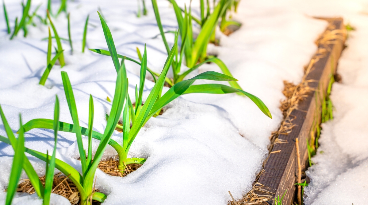 Close-up of tender garlic plants growing in a raised bed in a garden. The ground is completely covered by a layer of snow. The garlic plant (Allium sativum) is characterized by its long, thin leaves that emerge from the base of the plant in the shape of a rosette. These leaves are usually flat and strip-shaped, with an intense green color.