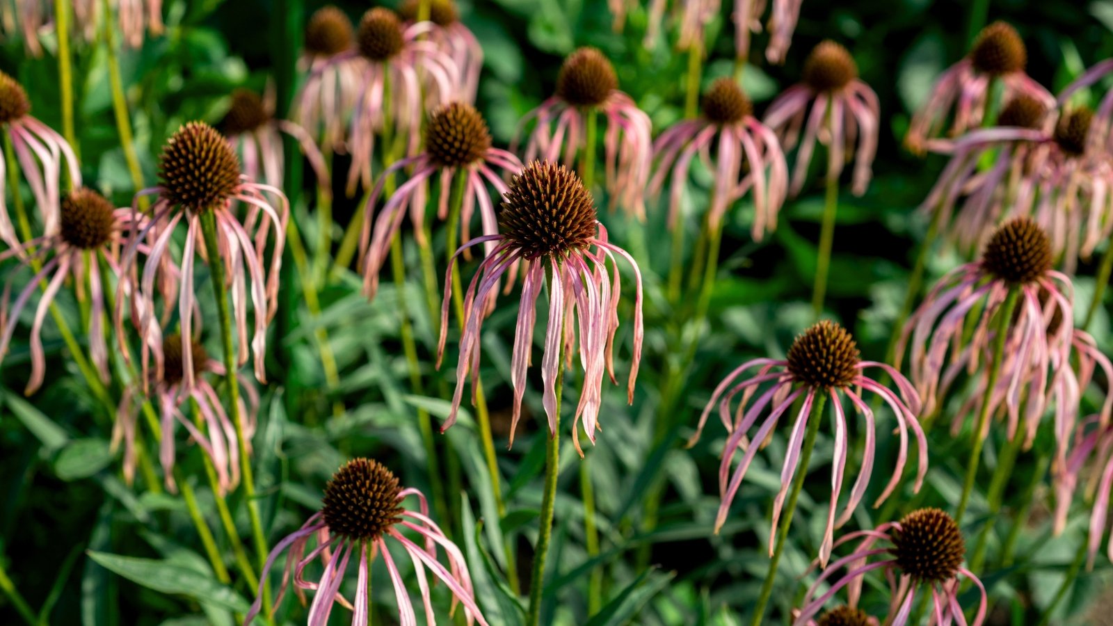 The faded flower of Echinacea purpurea has drooping, brownish-pink petals surrounding a dark, pointed seed head.