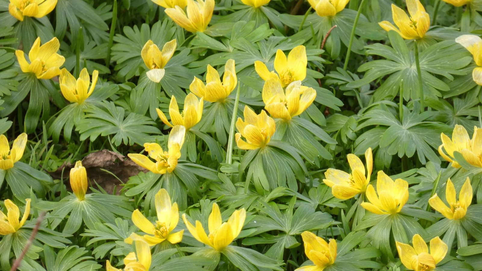 Cup-shaped, bright yellow flowers with scalloped edges bloom low to the ground, nestled among finely divided, dark green foliage.