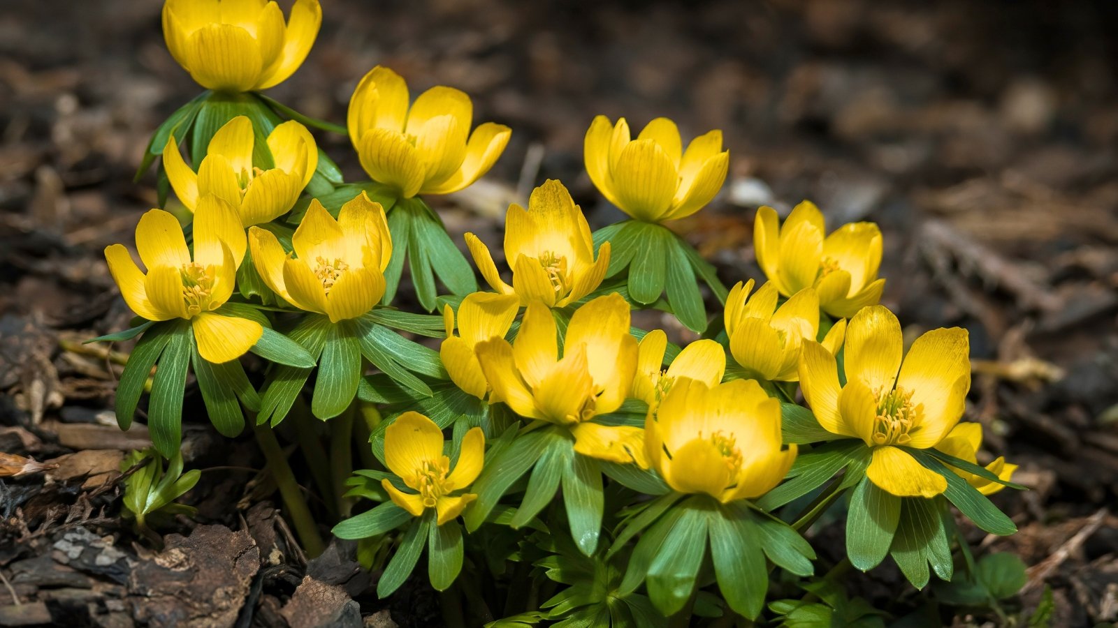 Bright yellow flowers with deeply lobed petals and prominent yellow stamens, rising from small, jagged green leaves.
