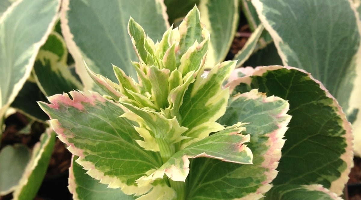 A close-up reveals the serrated edges of lamiastrum ‘jade frost’ leaves, highlighting intricate patterns. The vibrant green hue dominates the leaf, while subtle pale yellow borders add a delicate touch.