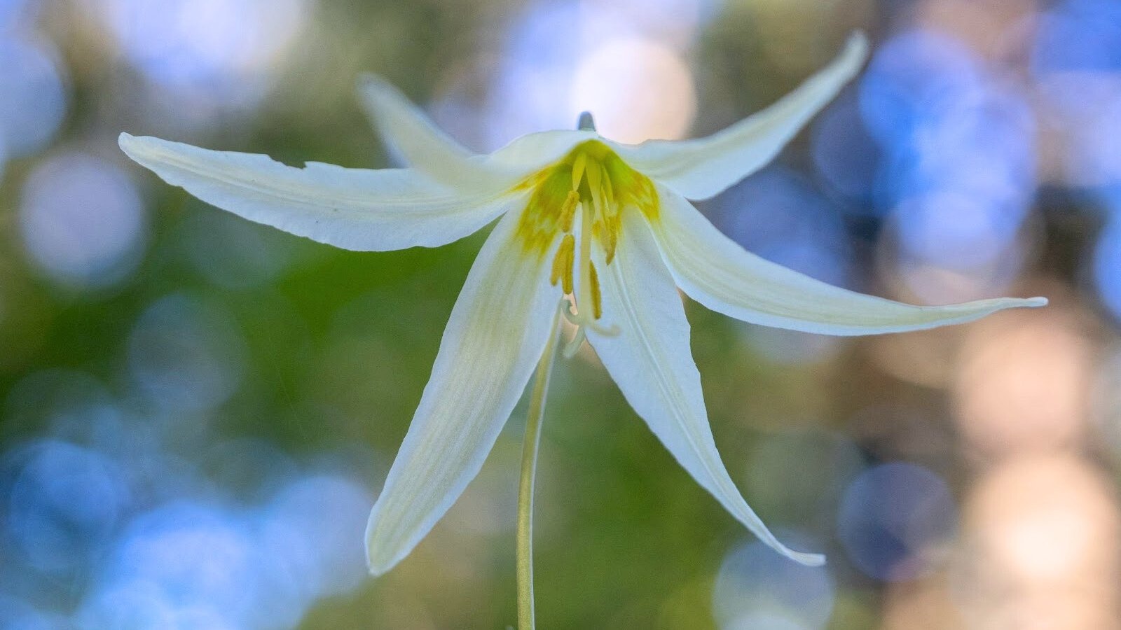 Slender stem with a nodding, bell-shaped flower in shades of white and yellow, with six elongated petals and pointed tips.