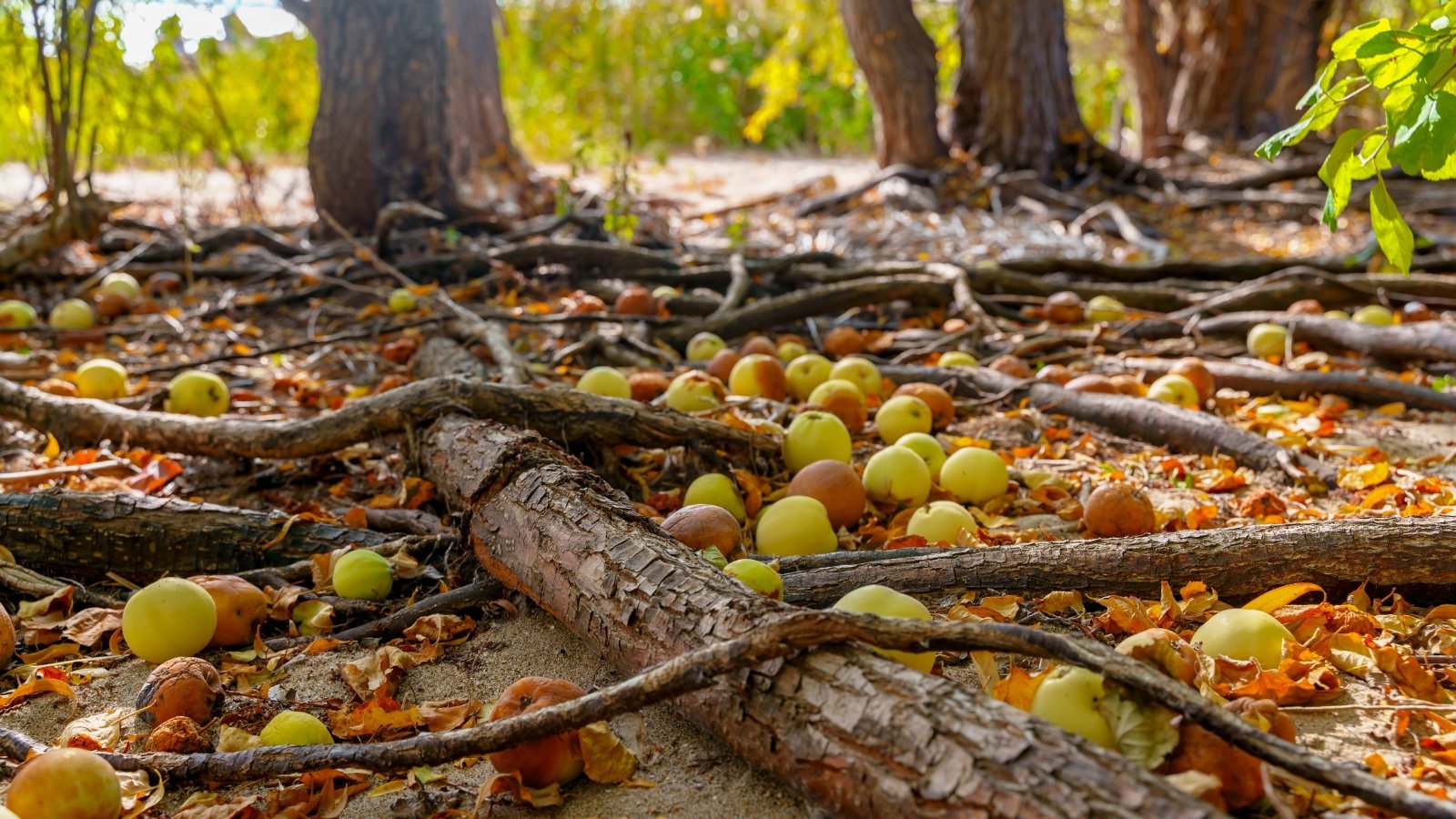 Fallen apples, both fresh and rotten, dot the ground around the roots of the trees, creating a colorful display.