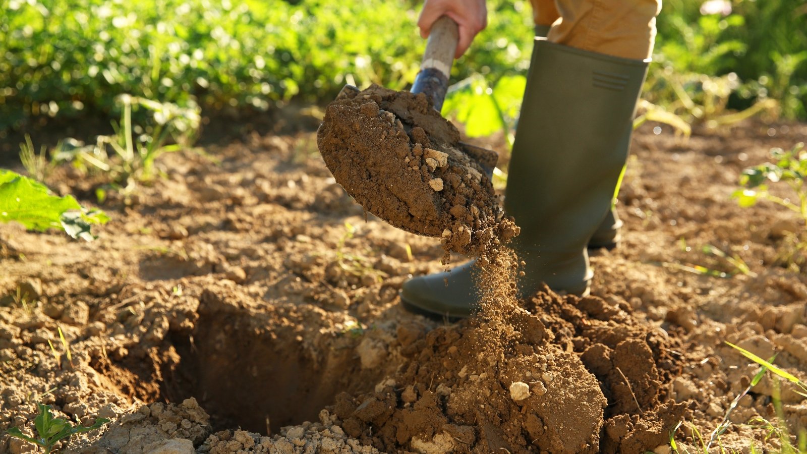 A farmer in high rubber boots digs into the sunlit garden soil with a sturdy shovel, turning over rich earth under bright daylight.
