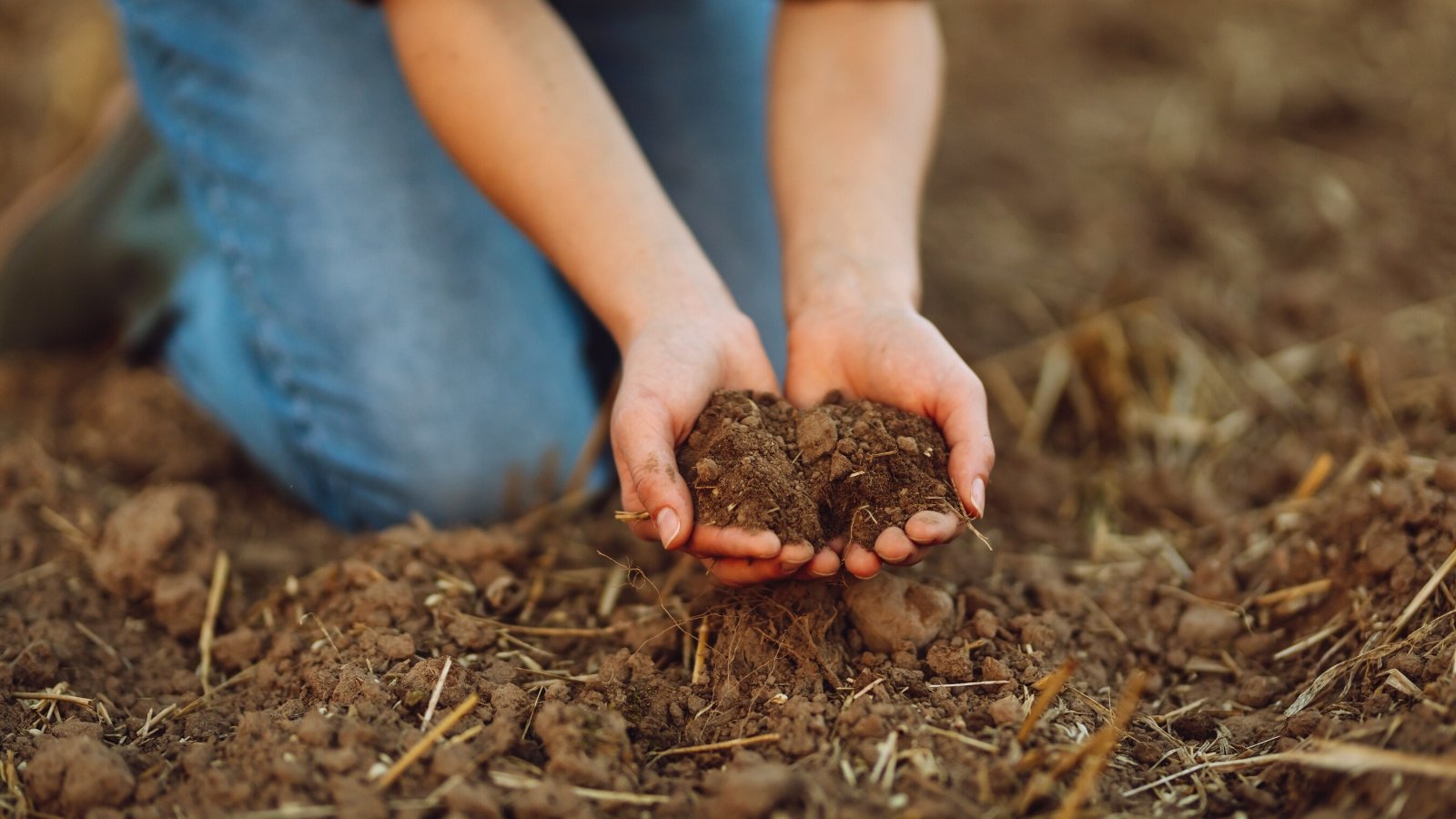 Close-up of a gardener checking the quality of the soil in the garden. She sits on the soil and holds loose, dry, brown soil in her hands. The gardener is wearing blue jeans.