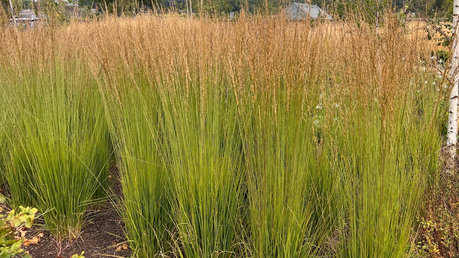 A close-up of Feather reed grass, showcasing its slender, feathery blades with delicate texture and light green hue. These ornamental grasses are gracefully swaying in the breeze, planted amidst rich brown soil in a well-maintained garden.