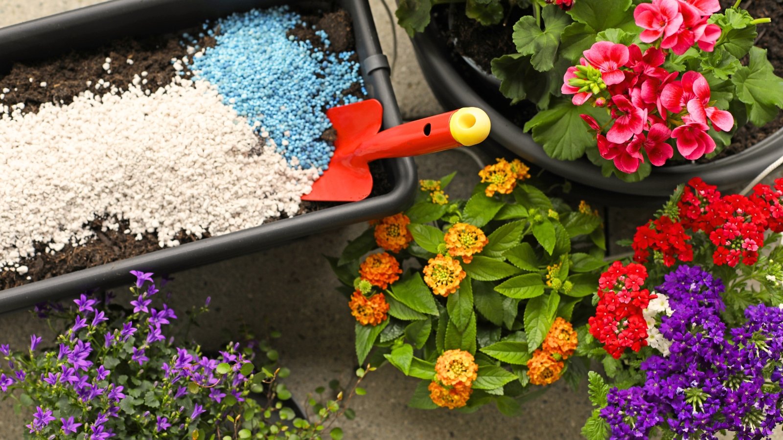 Close-up of a container filled with granular fertilizer among flowering potted plants Campanula, Geranium, Lantana, and Verbena.
