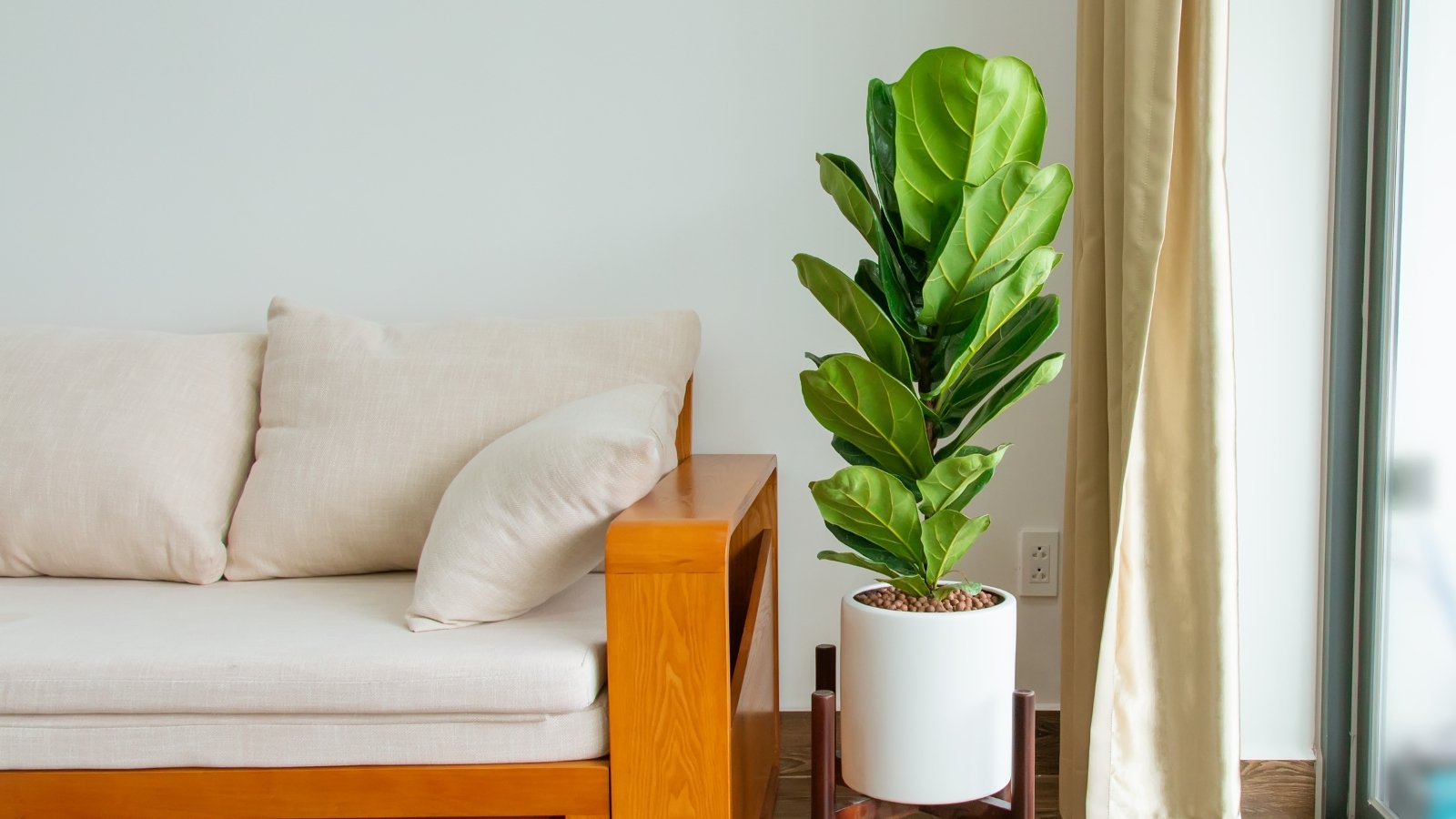 A tall Ficus lyrata with large, glossy leaves stands elegantly in a white pot, adding greenery to a room with a beige couch.