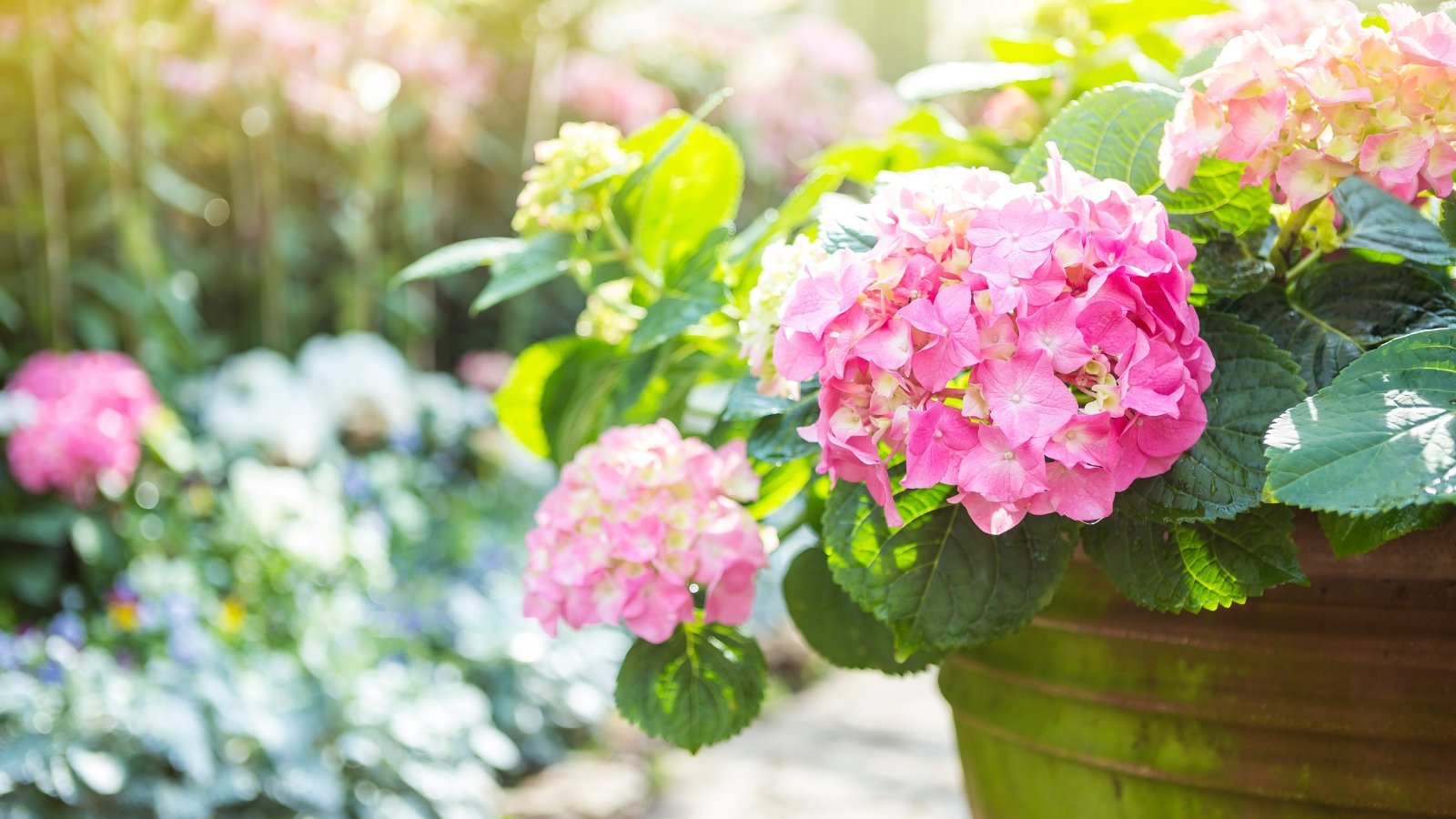 A stunning arrangement of pink flowers complemented by rich green leaves, set in a garden full of life. The background reveals other plants and flowers, creating a vibrant tapestry of colors and textures, enhanced by dappled sunlight filtering through nearby foliage.