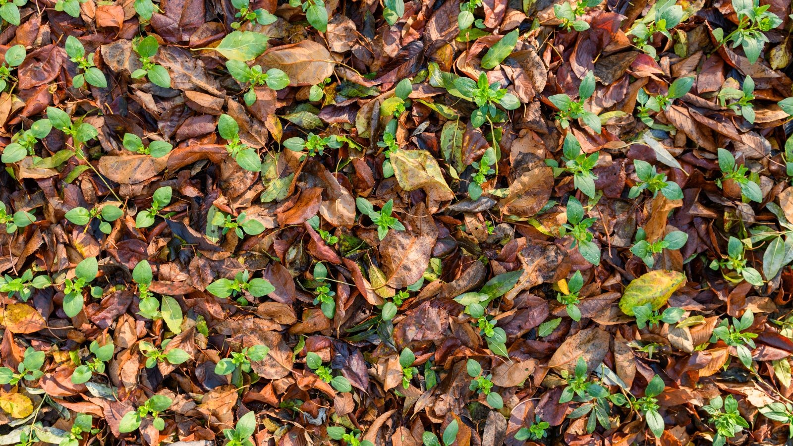 A flowerbed displays young green shoots emerging through a dense, protective layer of fallen autumn leaves used as mulch.
